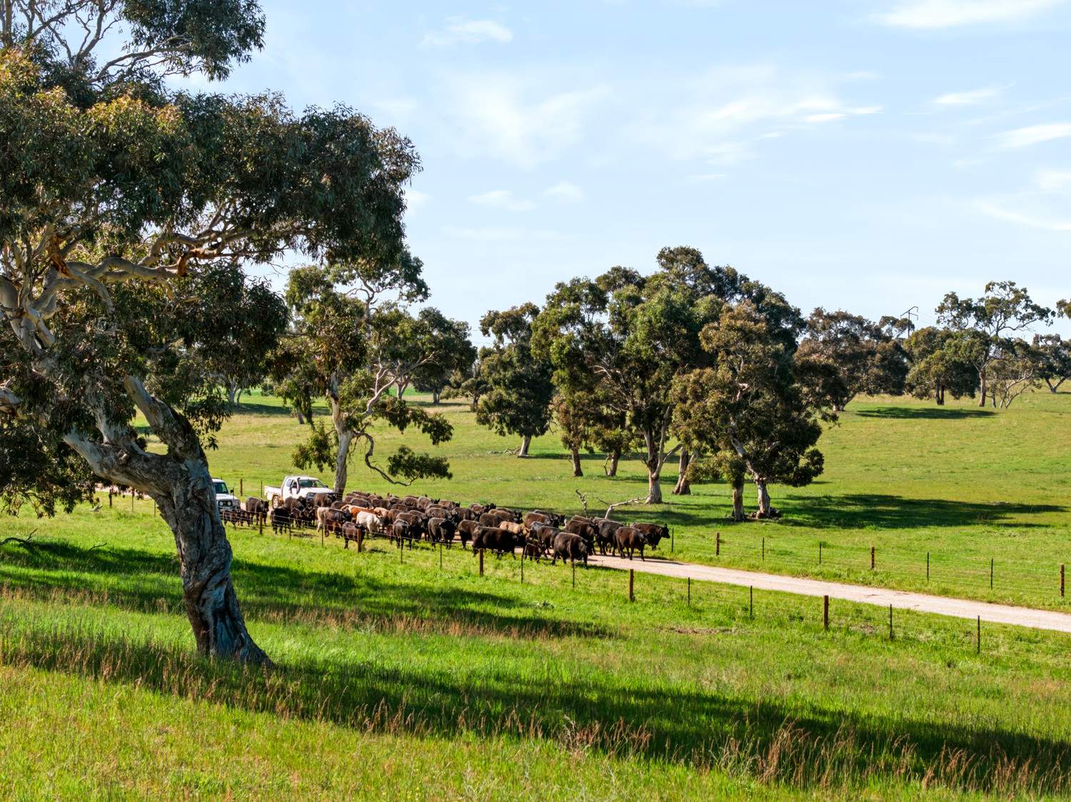 'Coonaburra Gums' Dukes Highway, Culburra Auction by Farmbuy.com - image 17