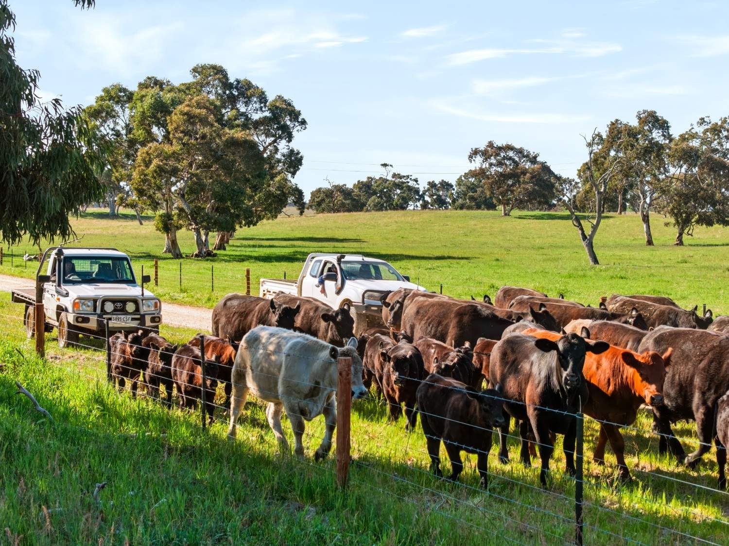 'Coonaburra Gums' Dukes Highway, Culburra Auction by Farmbuy.com - image 10