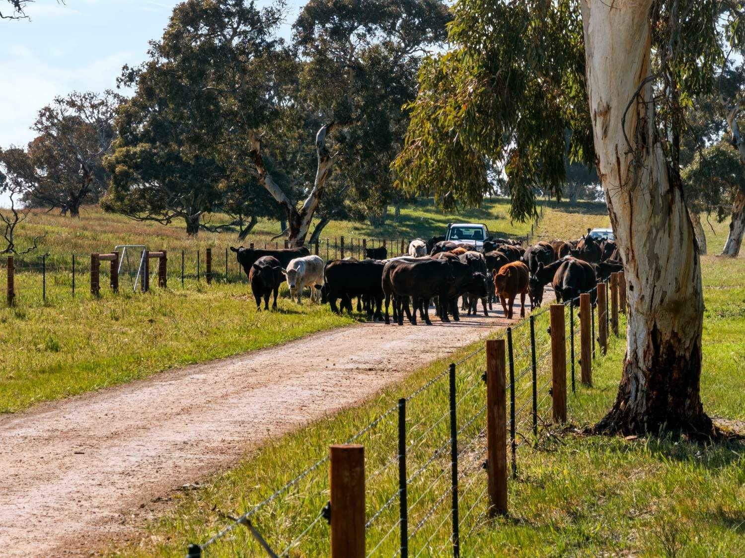 'Coonaburra Gums' Dukes Highway, Culburra Auction by Farmbuy.com - image 16