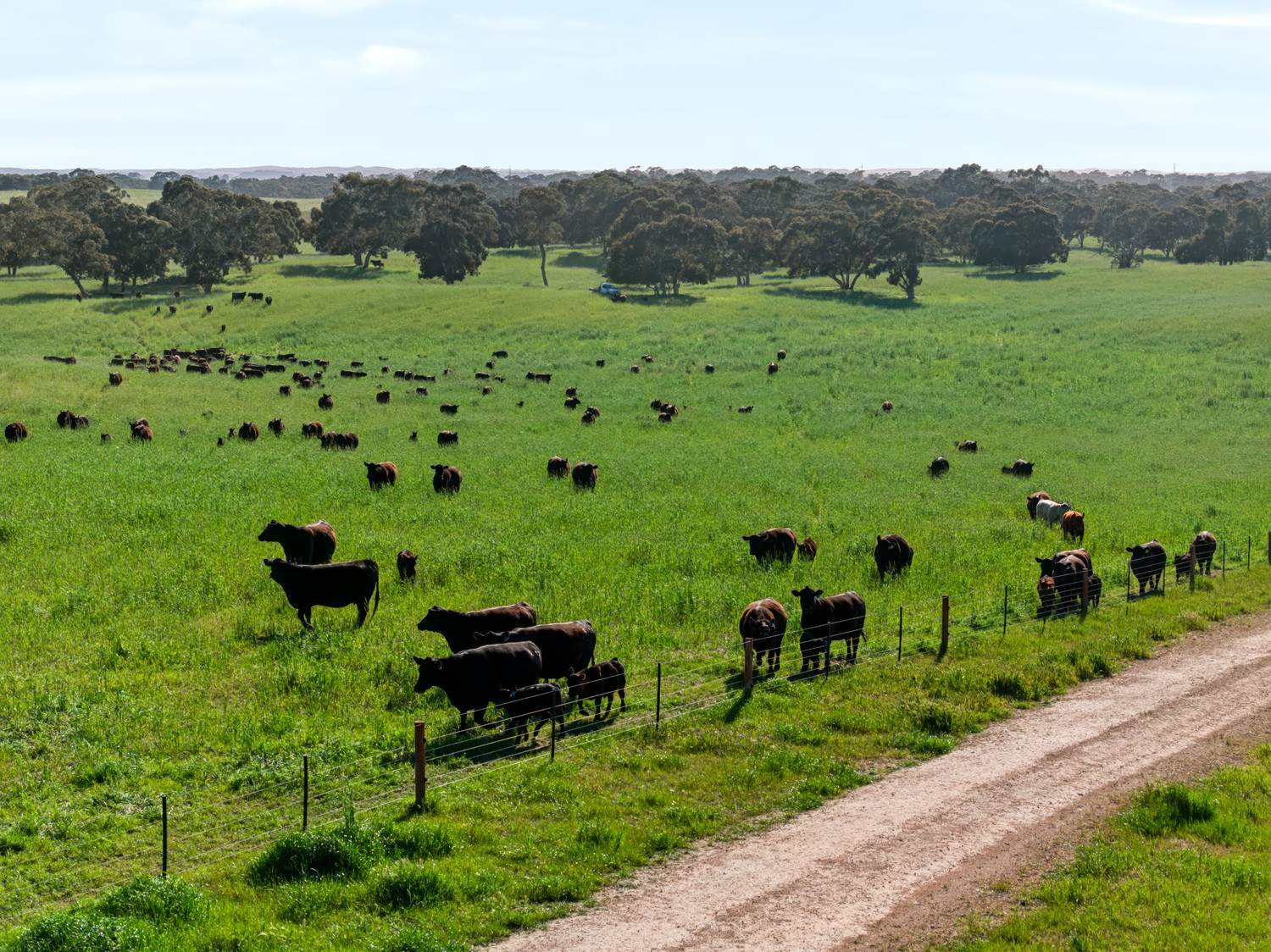 'Coonaburra Gums' Dukes Highway, Culburra Auction by Farmbuy.com - image 7