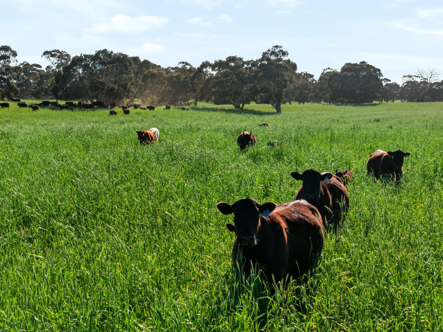 'Coonaburra Gums' Dukes Highway, Culburra Auction by Farmbuy.com - image 4