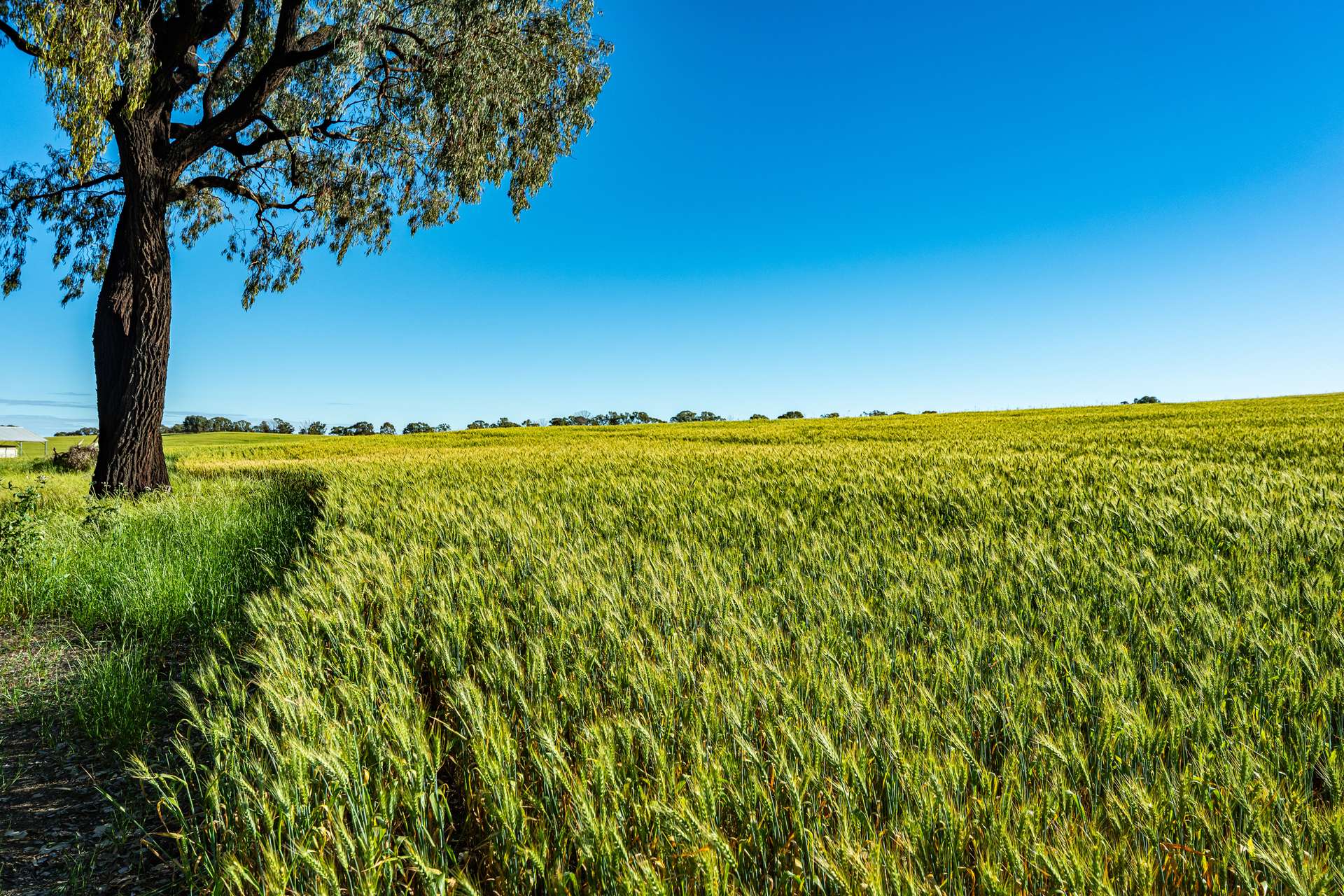 Lot 3 Old Howlong Road, Cornishtown For Sale by Farmbuy.com - image 19