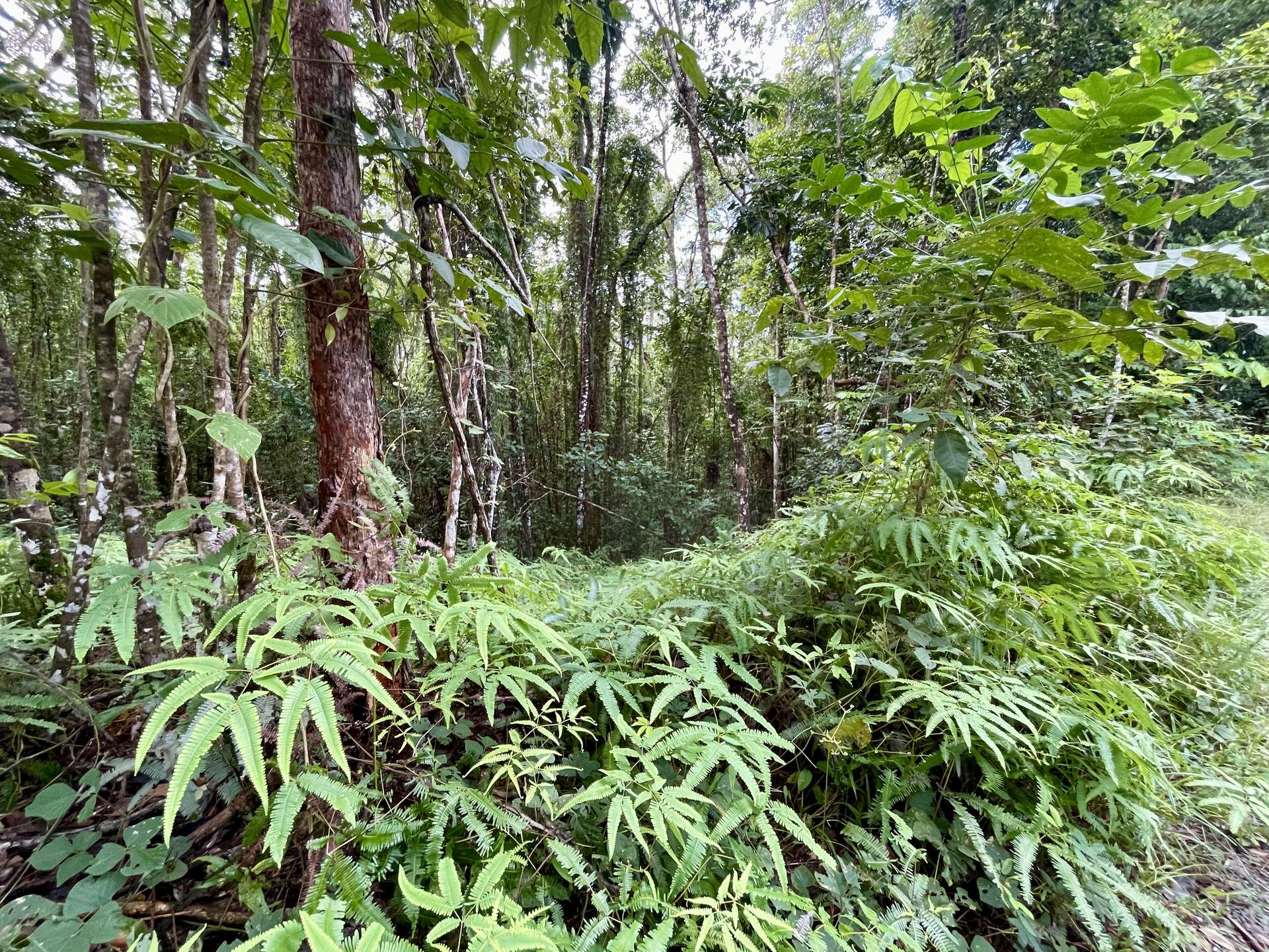 Lot 34 Ronald Road, Forest Creek, Daintree For Sale by Farmbuy.com - image 5