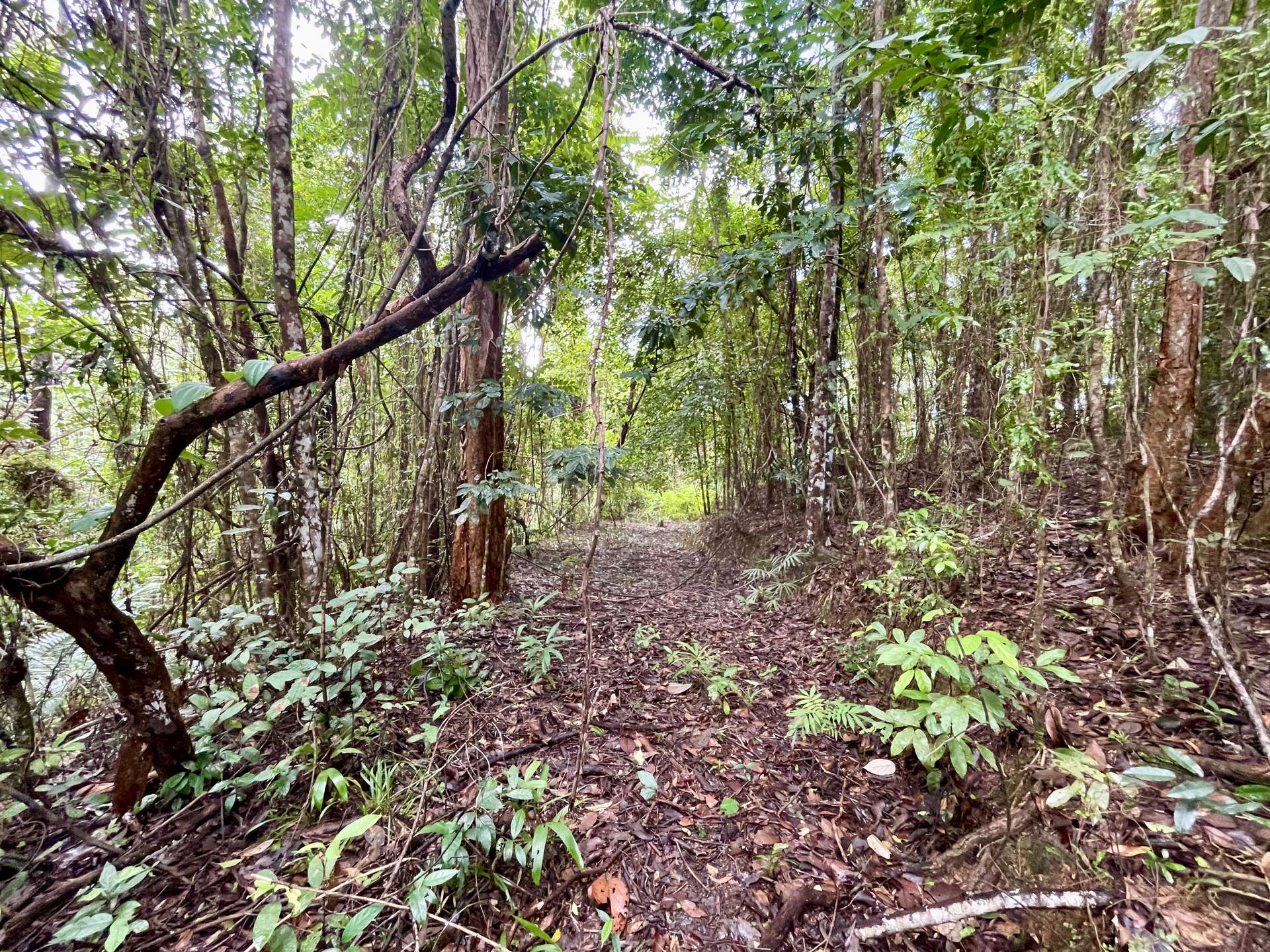 Lot 34 Ronald Road, Forest Creek, Daintree For Sale by Farmbuy.com - image 3