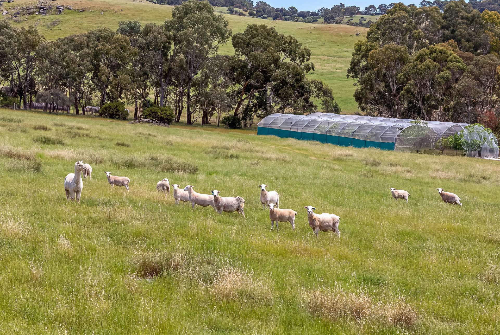 3113 Strathalbyn Road, Strathalbyn For Sale by Farmbuy.com - image 21